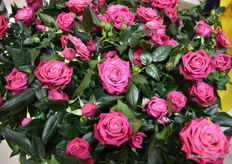 New Infinity rose, Cherry Infinity of Roses Forever.